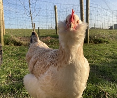 Point of Lay (POL) hens “salmon” Faverolles large fowl