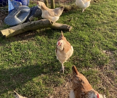 Point of Lay (POL) hens “salmon” Faverolles large fowl - 2