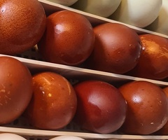 Welsummer 6 hatching eggs