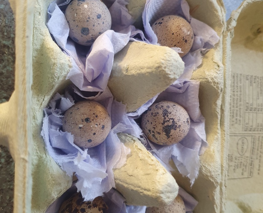 Coturnix Quail Hatching Eggs For Sale in Ferndown, England Sell Your Poultry