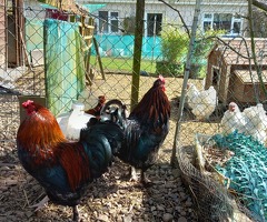 Rehome Cockerels