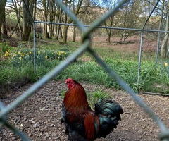 Rehome Cockerels - 2