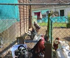 Rehome Cockerels - 3