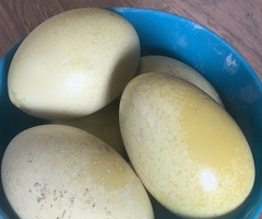 RHEA (white Rhea) hatching eggs