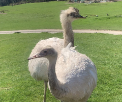 RHEA (white Rhea) hatching eggs - 2
