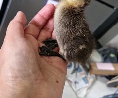 Indian runner ducklings