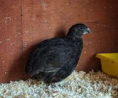 12 Coturnix Quail Hatching Eggs *Including Black* Jumbo Japanese Mix Colour