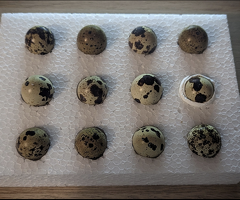 12 Coturnix Quail Hatching Eggs *Including Black* Jumbo Japanese Mix Colour - 2