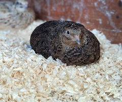 12 Coturnix Quail Hatching Eggs *Including Black* Jumbo Japanese Mix Colour - 3