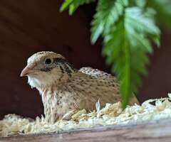 12 Coturnix Quail Hatching Eggs *Including Black* Jumbo Japanese Mix Colour - 4