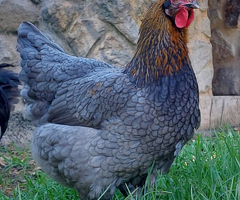 French Copper Blue Marans