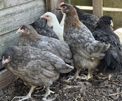 French Copper Blue Marans - 2