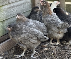 French Copper Blue Marans - 3