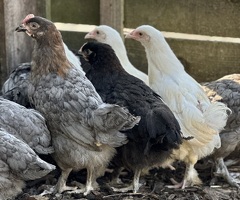 French Copper Blue Marans - 4