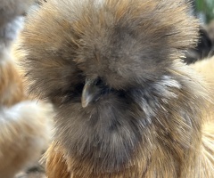 USA silkies and Showgirls (Naked neck)