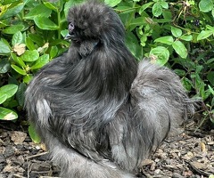 USA silkies and Showgirls (Naked neck) - 2