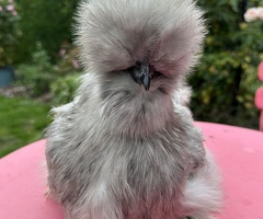 USA silkies and Showgirls (Naked neck) - 4