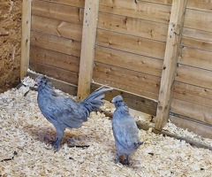 Lavender Araucana Cockeral (Cockeral only)