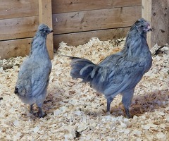 Lavender Araucana Cockeral (Cockeral only) - 2
