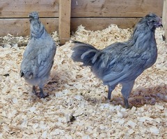 Lavender Araucana Cockeral (Cockeral only) - 3