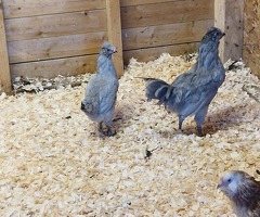 Lavender Araucana Cockeral (Cockeral only) - 4