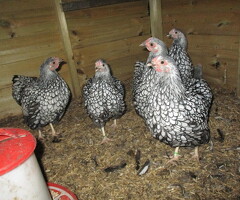 Silver Laced Wyandotte Bantam pullets APHA Registered.