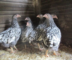 Silver Laced Wyandotte Bantam pullets APHA Registered. - 2