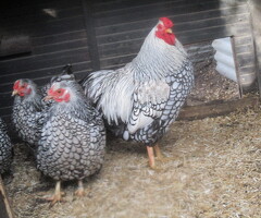 Silver Laced Wyandotte Bantam pullets APHA Registered. - 3