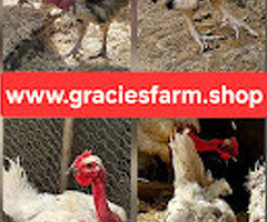Transylvanian Naked Neck HATCHING EGGS