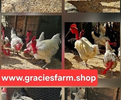 Transylvanian Naked Neck HATCHING EGGS - 2