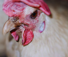 La Bresse de Gallouise Hatching eggs