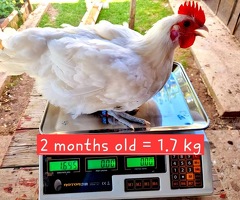 La Bresse de Gallouise Hatching eggs - 2