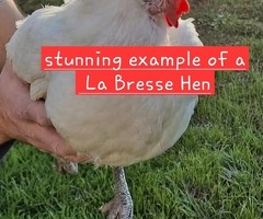 La Bresse de Gallouise Hatching eggs - 3