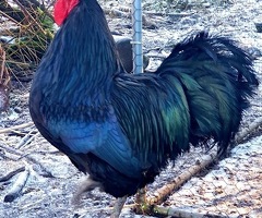 Australorp Hatching eggs