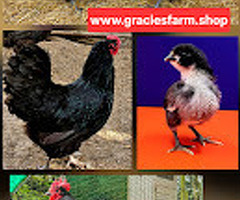 Australorp Hatching eggs - 2