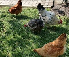 Chicken for sale in London