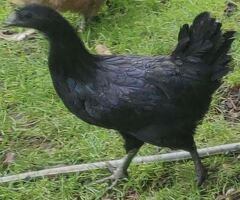 Chicken for sale in London - 2