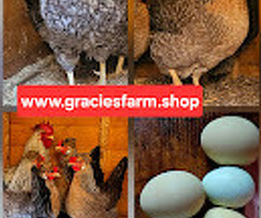 Cream Crested Legbar HATCHING EGGS