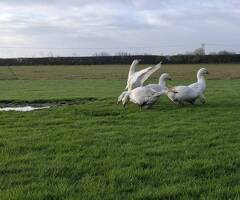 Premium Large-Strain Embden Breeding Ganders