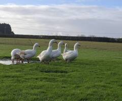 Premium Large-Strain Embden Breeding Ganders - 2