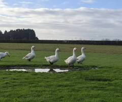 Premium Large-Strain Embden Breeding Ganders - 3