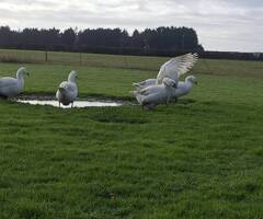 Premium Large-Strain Embden Breeding Ganders - 4