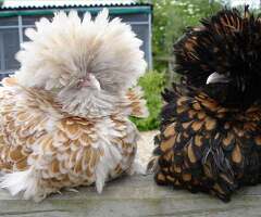 Polish (Paduana/Padua) Frizzled & Smooth HATACHING EGGS