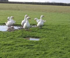 Premium Large-Strain Embden Breeding Stock