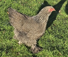 Dark brahma hen for sale