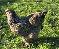 Dark brahma hen for sale - 2