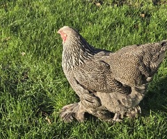 Dark brahma hen for sale - 3