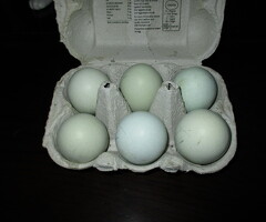 Hatching Eggs, Large Araucana, Pekin bantam ( 2 colous) & S/L Wyandotte Bantam