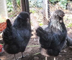 Hatching Eggs, Large Araucana, Pekin bantam ( 2 colous) & S/L Wyandotte Bantam - 2