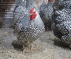 Hatching Eggs, Large Araucana, Pekin bantam ( 2 colous) & S/L Wyandotte Bantam - 4